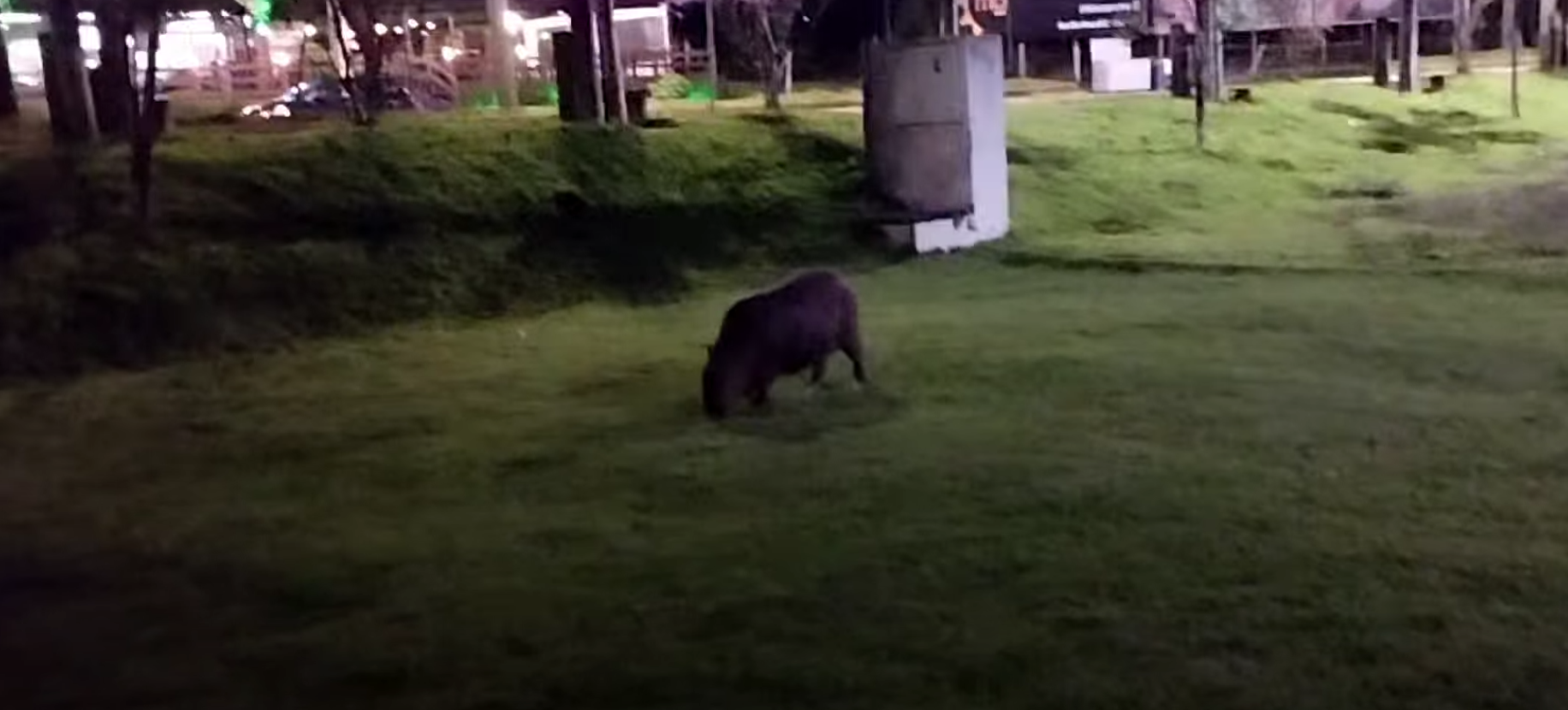 Natureza no Centro: Transmitir Digital registra os animais que habitam o Lago Municipal de Marechal Rondon