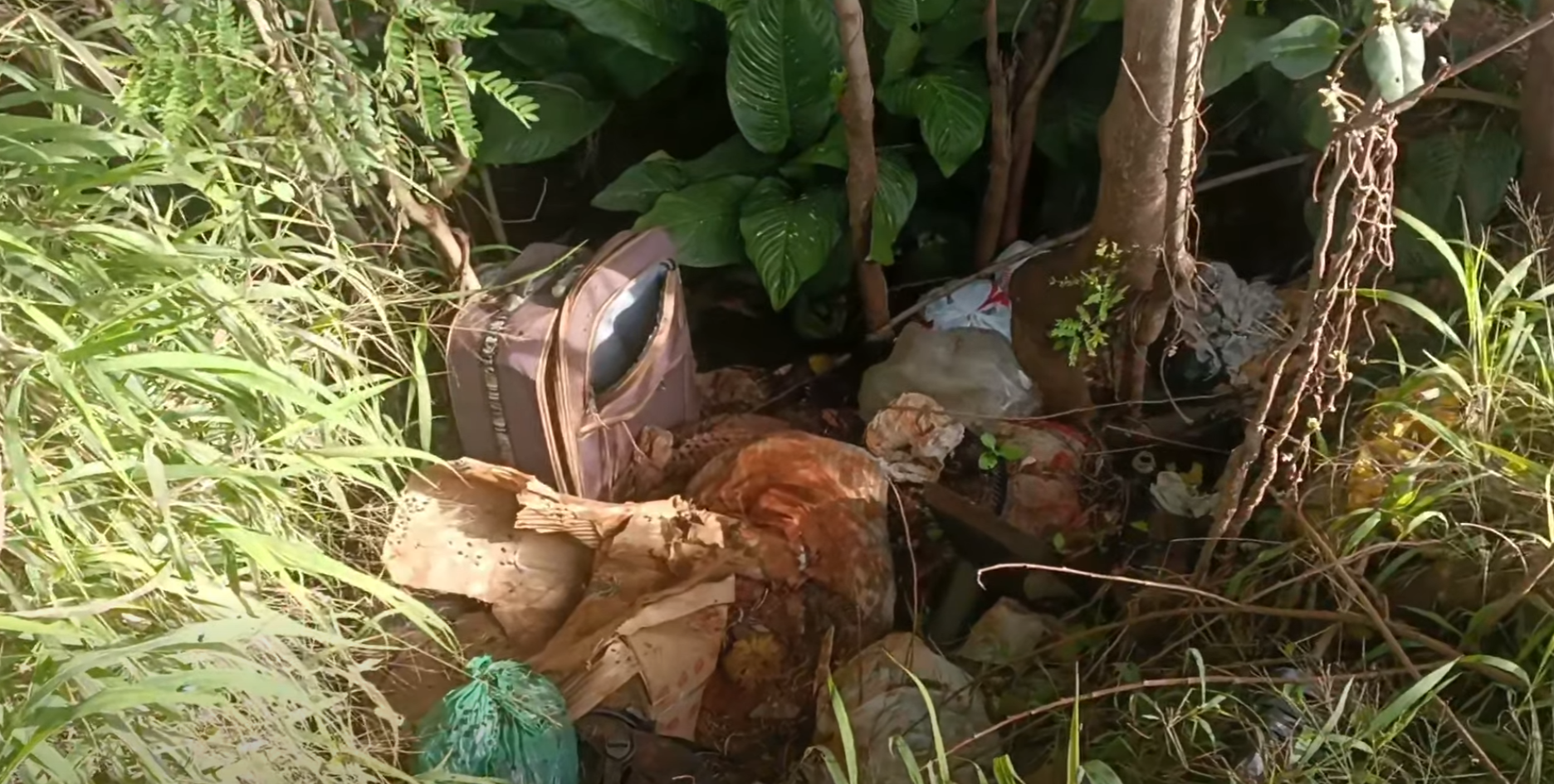Desrespeito e Crime: Transmitir Digital flagra descarte de lixo e animais mortos na marginal da BR-163 em Marechal Rondon
